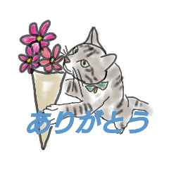 [LINEスタンプ] 日常会話猫スタンプ