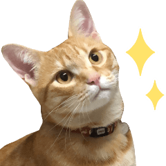 [LINEスタンプ] トラとチョビ