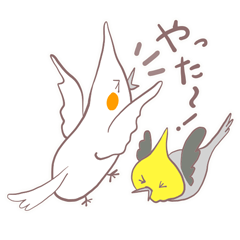 [LINEスタンプ] オカメインコ～まいにちの会話編～