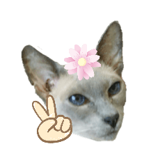 [LINEスタンプ] 三角な猫5