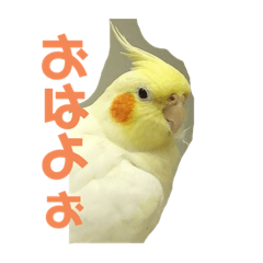 [LINEスタンプ] ぴぃちゃんのスタンプ