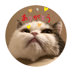 [LINEスタンプ] しなもんさん③
