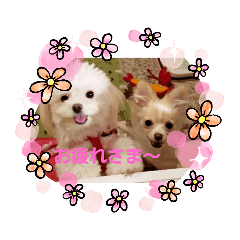 [LINEスタンプ] LUNA(ルナ)＆SEA(シー)ちゃん ミックスdogの画像（メイン）