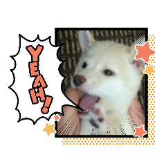 [LINEスタンプ] まさおの日常U^ェ^U