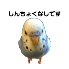 [LINEスタンプ] セキセイインコのちぃーちゃんです4