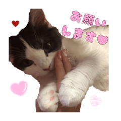[LINEスタンプ] 香辛料ファミリー⑥