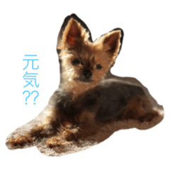 [LINEスタンプ] 下山家愛犬