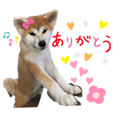 [LINEスタンプ] 秋田犬ひまの日常スタンプ