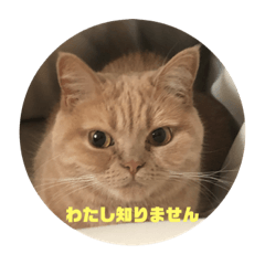 [LINEスタンプ] しふぉんさん ②