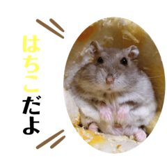 [LINEスタンプ] はちこだよ！