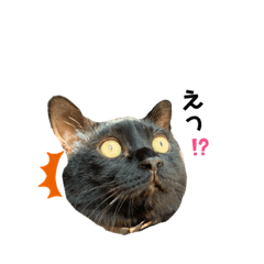 mo'scat'sfam