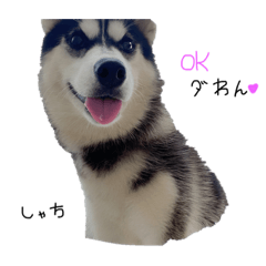[LINEスタンプ] シャチすたんぷ〜