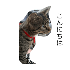 [LINEスタンプ] 猫のティラミス