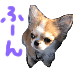 [LINEスタンプ] 双子チワワのスタンプ
