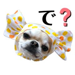 [LINEスタンプ] ぽむりんちゃぴ家 第4弾