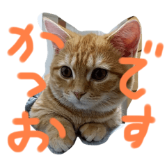 [LINEスタンプ] 短足マンチカンかつお