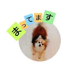[LINEスタンプ] 名犬たっぴー☆*。