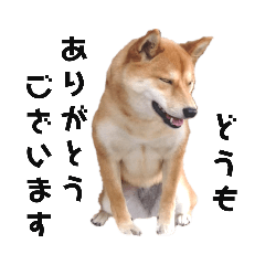 [LINEスタンプ] 柴犬のおベルちゃん