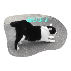 [LINEスタンプ] 近所の猫がつぶやく