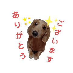 [LINEスタンプ] チロの日常2