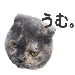 [LINEスタンプ] うちの猫ズ.1