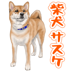 [LINEスタンプ] 柴犬 サスケ