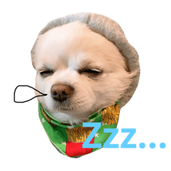 [LINEスタンプ] チワワの日常(実写)