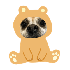 ぶさかわボクサーの麦ちゃん