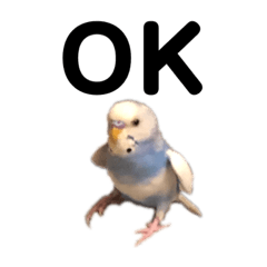 [LINEスタンプ] セキセイインコのちぃーちゃんです5