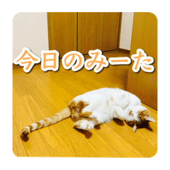 [LINEスタンプ] 今日のみーた