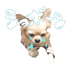 [LINEスタンプ] 困った顔のこまるくん No.1