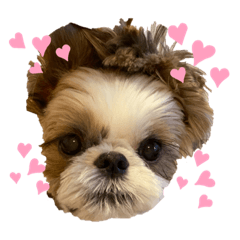 [LINEスタンプ] COCO STYLELOVE6