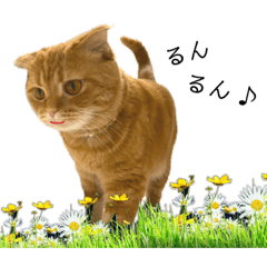 [LINEスタンプ] ねこ レモン＆オリーブ