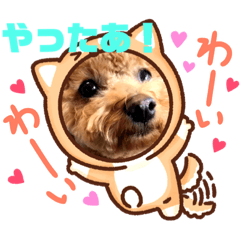 [LINEスタンプ] ショコロンスタンプ普段用