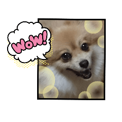 [LINEスタンプ] ポメラニアンです。