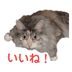 [LINEスタンプ] たまにゃスタンプ③