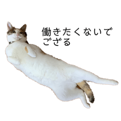 [LINEスタンプ] あまりやる気のない三毛猫むぎ
