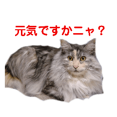 [LINEスタンプ] たまにゃスタンプ②