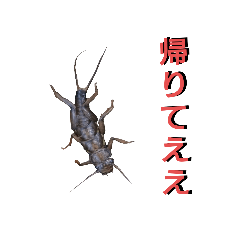 [LINEスタンプ] ヒトノコイシヤドリムシ