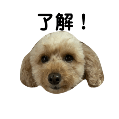 [LINEスタンプ] ぷっちだよ
