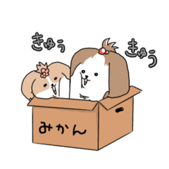 [LINEスタンプ] 毎日シーズーと一緒