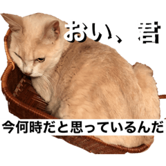 [LINEスタンプ] ツナ ビッグキャット2