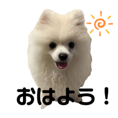 [LINEスタンプ] こむぎ大先生②