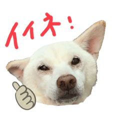 [LINEスタンプ] 白柴 こゆきちゃん〈総集編〉