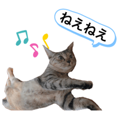 [LINEスタンプ] ピノにゃんスタンプ 2