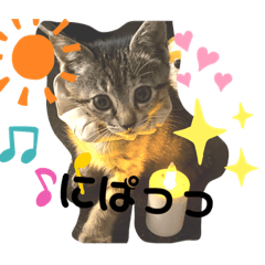 [LINEスタンプ] カツタさん家の仲良し3匹組(1)