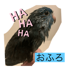 AOちゃんはさざなみいんこ