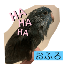 [LINEスタンプ] AOちゃんはさざなみいんこの画像（メイン）