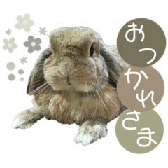 [LINEスタンプ] うさぎ【ホーランドロップ】2
