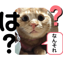 [LINEスタンプ] 茶トラ猫べんべんの生い立ちスタンプ